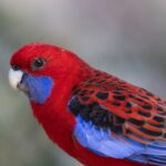 crimson rosella, parrot, bird-7947000.jpg