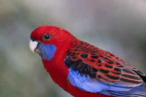 crimson rosella, parrot, bird-7947000.jpg